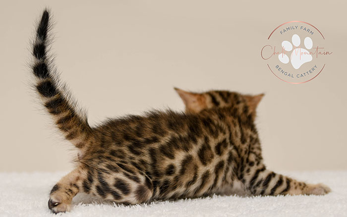 Bengal kitten for sale